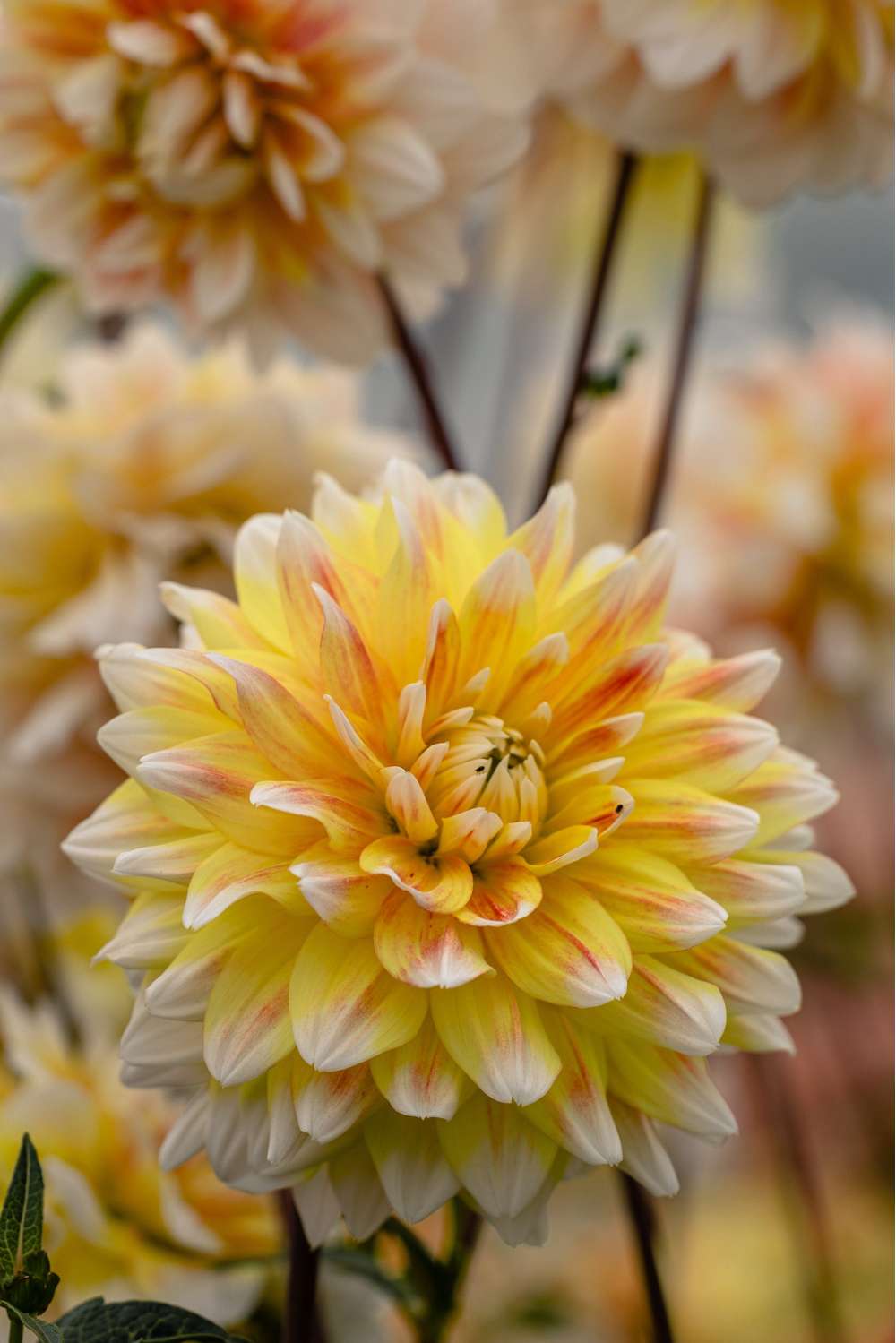Dahlia 'Peaches and Cream'